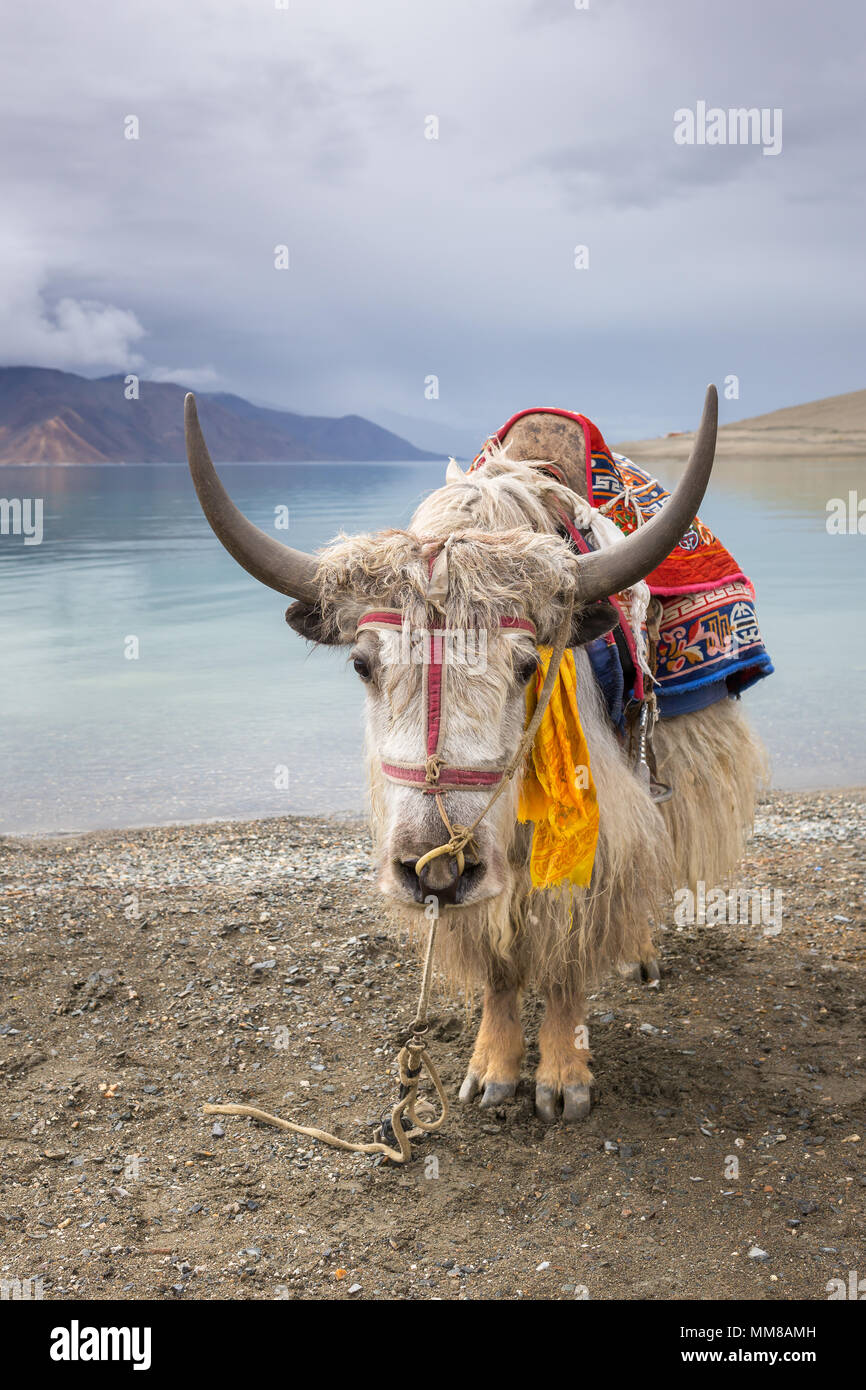 Au lac Pangong Yak himalayen au Ladakh, Inde Banque D'Images