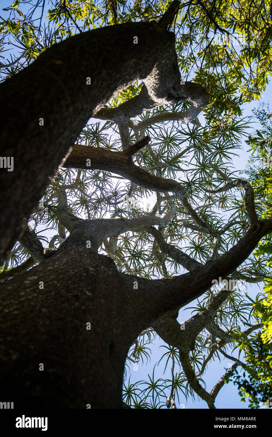 Voir sous le couvert des arbres d'aloès au jardin botanique de Kirstenbosch à Cape Town, Afrique du Sud Banque D'Images