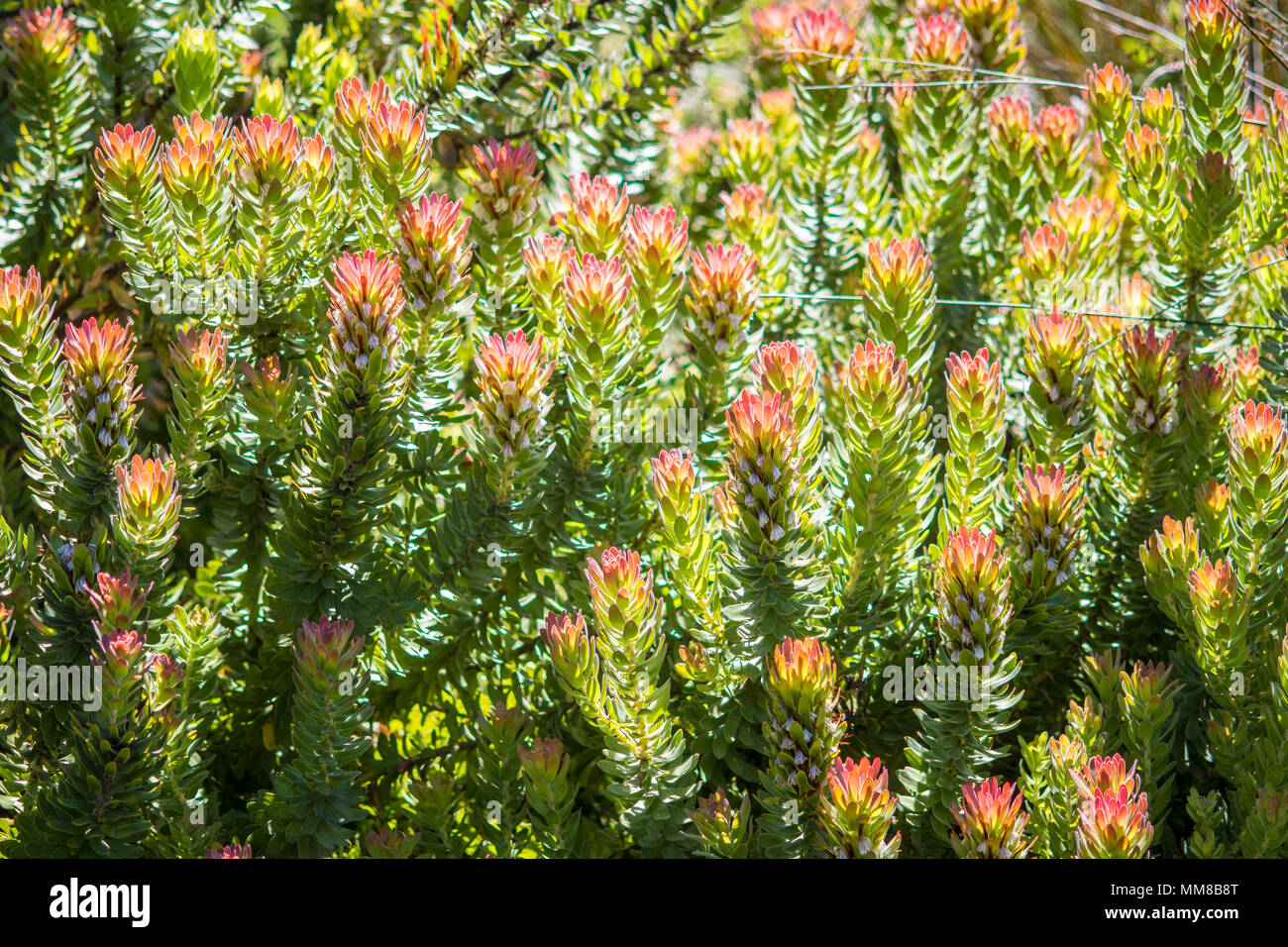 Groupe de Mimetes cucullatus au jardin botanique de Kirstenbosch à Cape Town, Afrique du Sud Banque D'Images