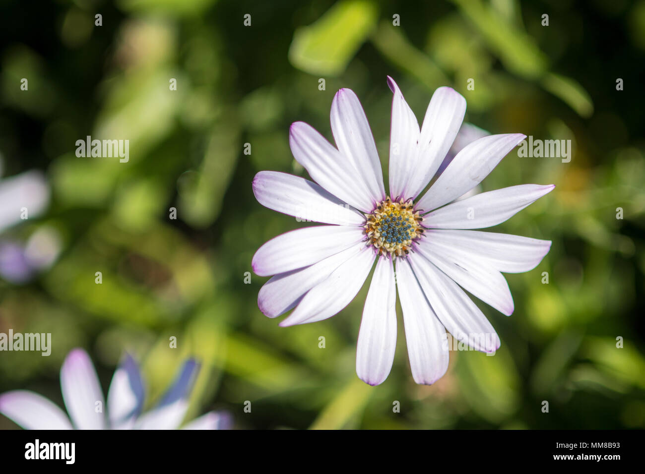 Gros plan d'une marguerite au jardin botanique de Kirstenbosch à Cape Town, Afrique du Sud Banque D'Images