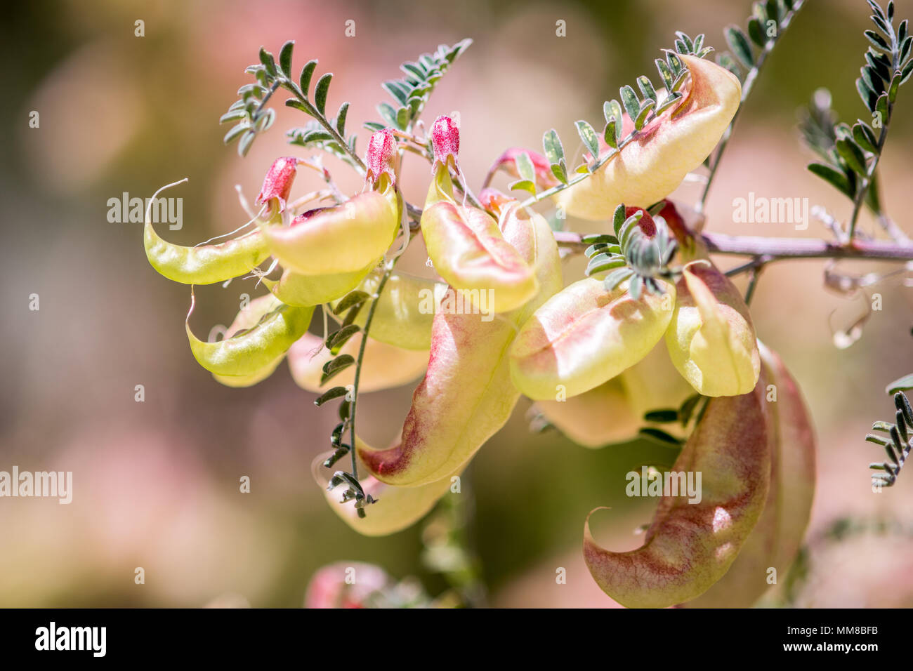 Un gros plan d'un Sutherlandia frutescens bush dans le jardin botanique de Kirstenbosch à Cape Town, Afrique du Sud Banque D'Images