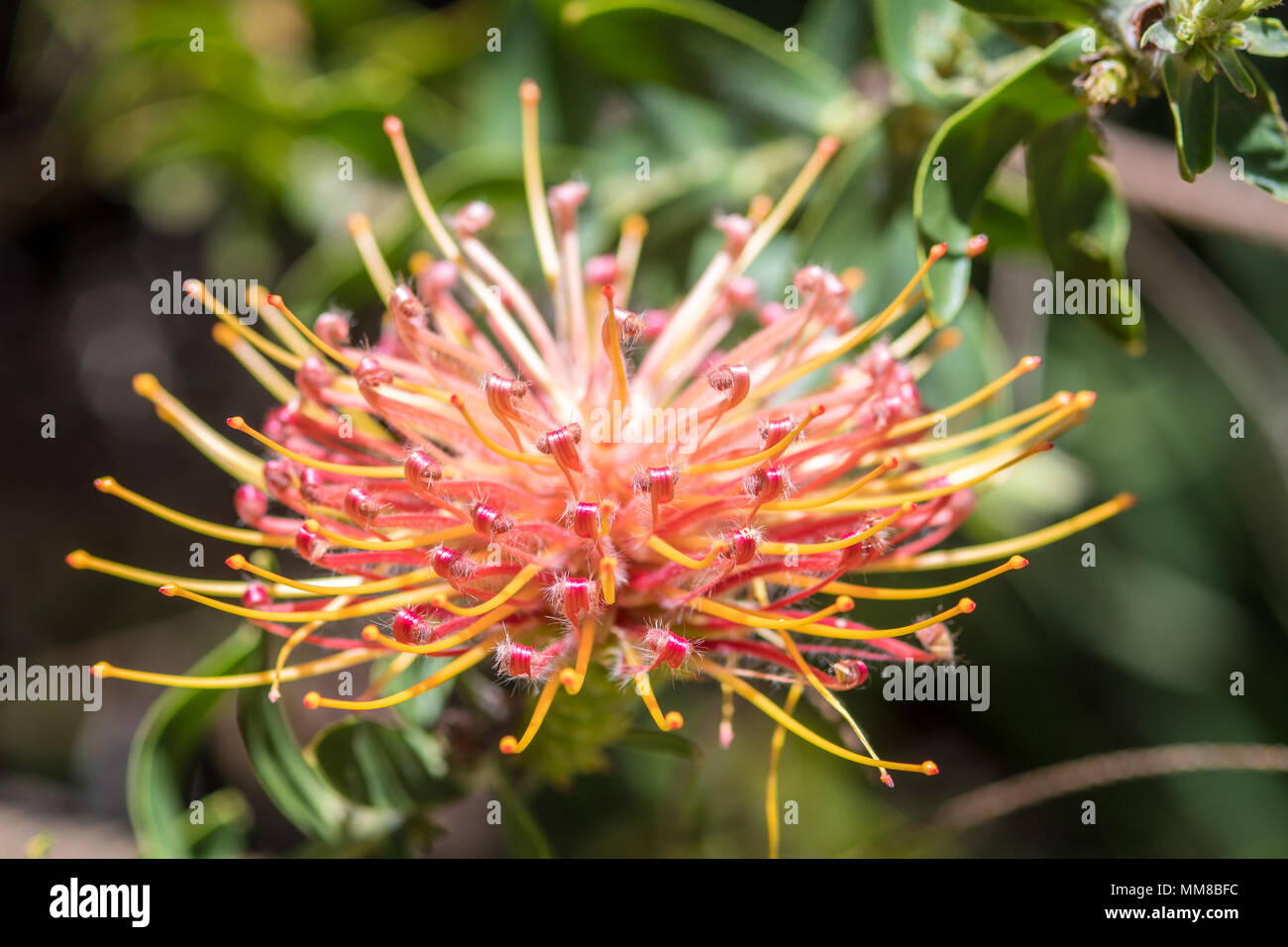 Un gros plan d'un pincushion protea au jardin botanique de Kirstenbosch à Cape Town, Afrique du Sud Banque D'Images