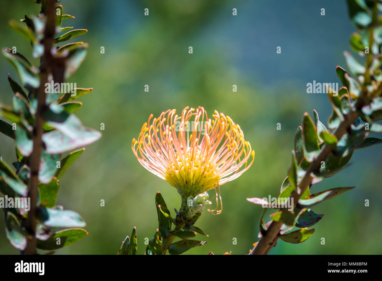 Un gros plan d'un pincushion protea au jardin botanique de Kirstenbosch à Cape Town, Afrique du Sud Banque D'Images