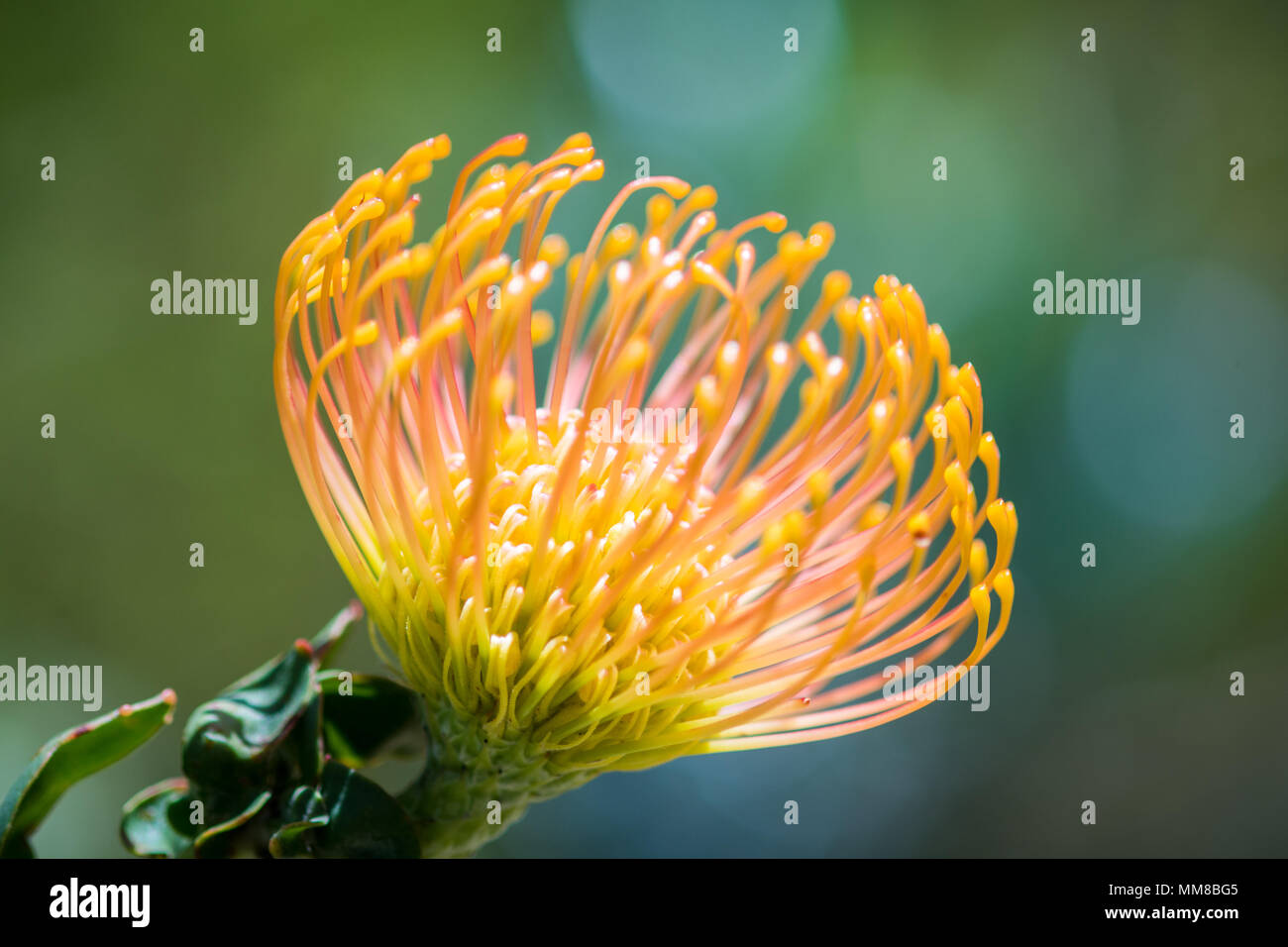Un gros plan d'un pincushion protea au jardin botanique de Kirstenbosch à Cape Town, Afrique du Sud Banque D'Images