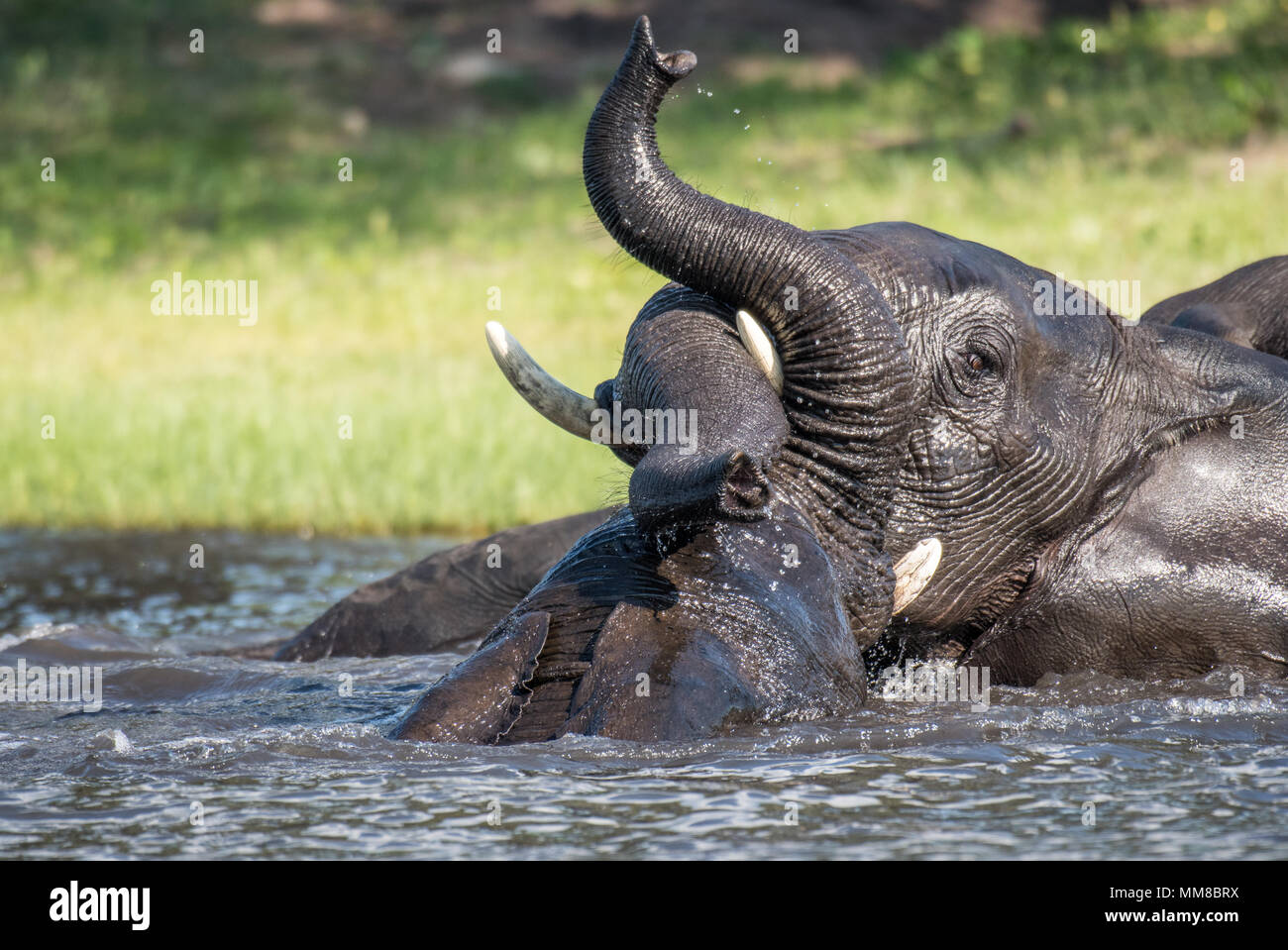 Deux éléphants se livrer au jeu de la rivière Chobe. Le Parc National de Chobe - Botswana Banque D'Images