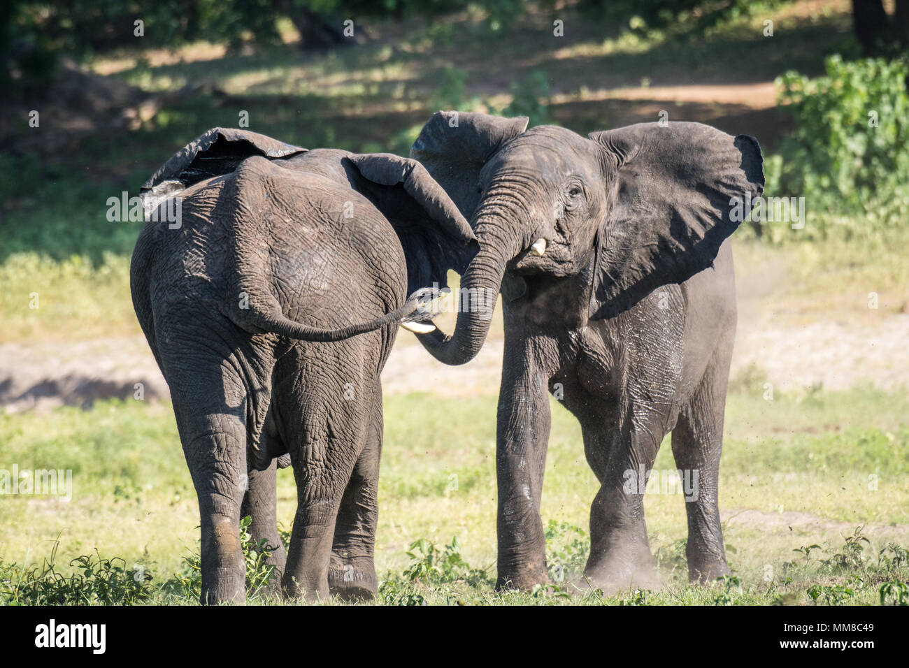 Deux éléphants se livrer au jeu ensemble, le Parc National de Chobe - Botswana Banque D'Images