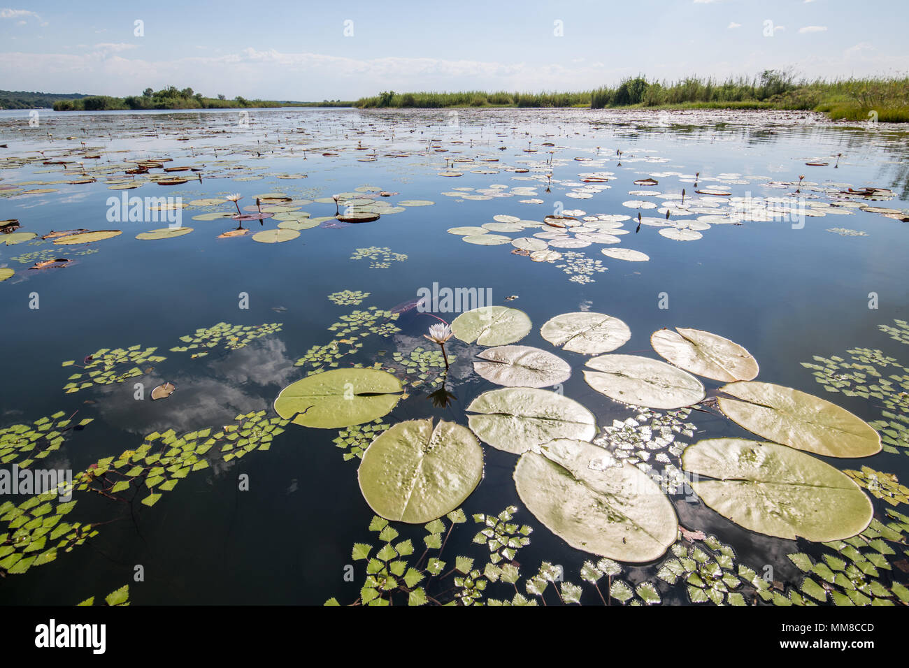 Les nénuphars et les nénuphars couvrent tous à travers l'eau sur la rivière Chobe. Le Parc National de Chobe - Botswana Banque D'Images