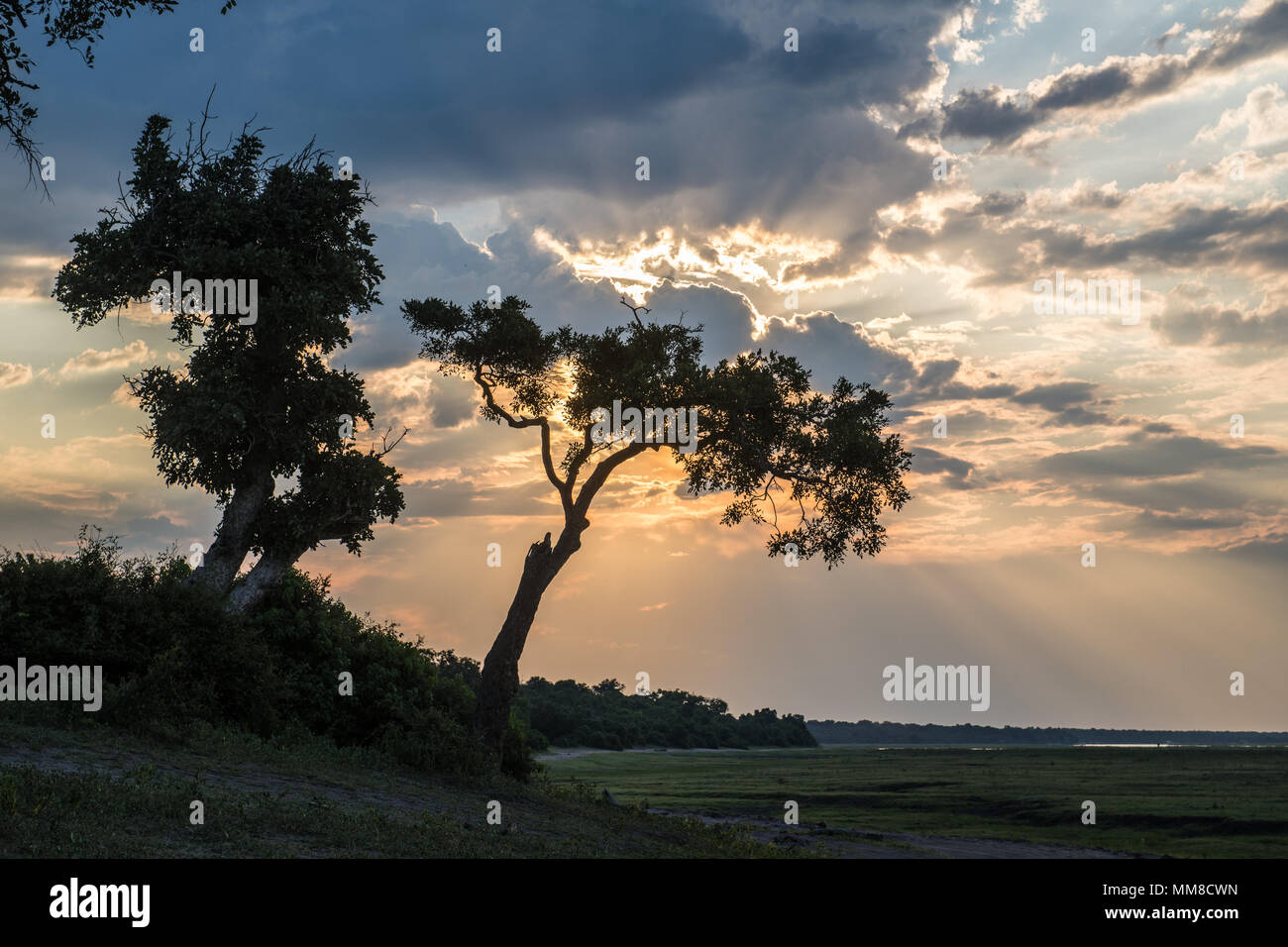 Le soleil perce les nuages derrière la silhouette arbre, Parc National de Chobe - Botswana Banque D'Images
