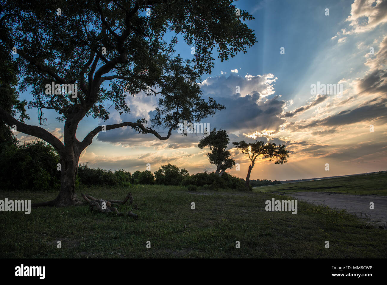 Le soleil perce les nuages derrière la silhouette arbre, Parc National de Chobe - Botswana Banque D'Images