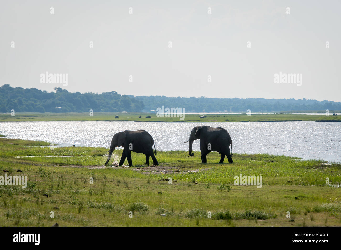 Deux bush africain éléphants (Loxodonta africana) marche en tandem au bord de l'eau des terres humides marécageuses, le Parc National de Chobe - Botswana Banque D'Images