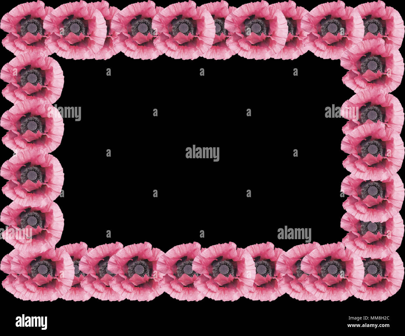 Fleurs de pavot rose avec cadre noir dans le milieu Banque D'Images