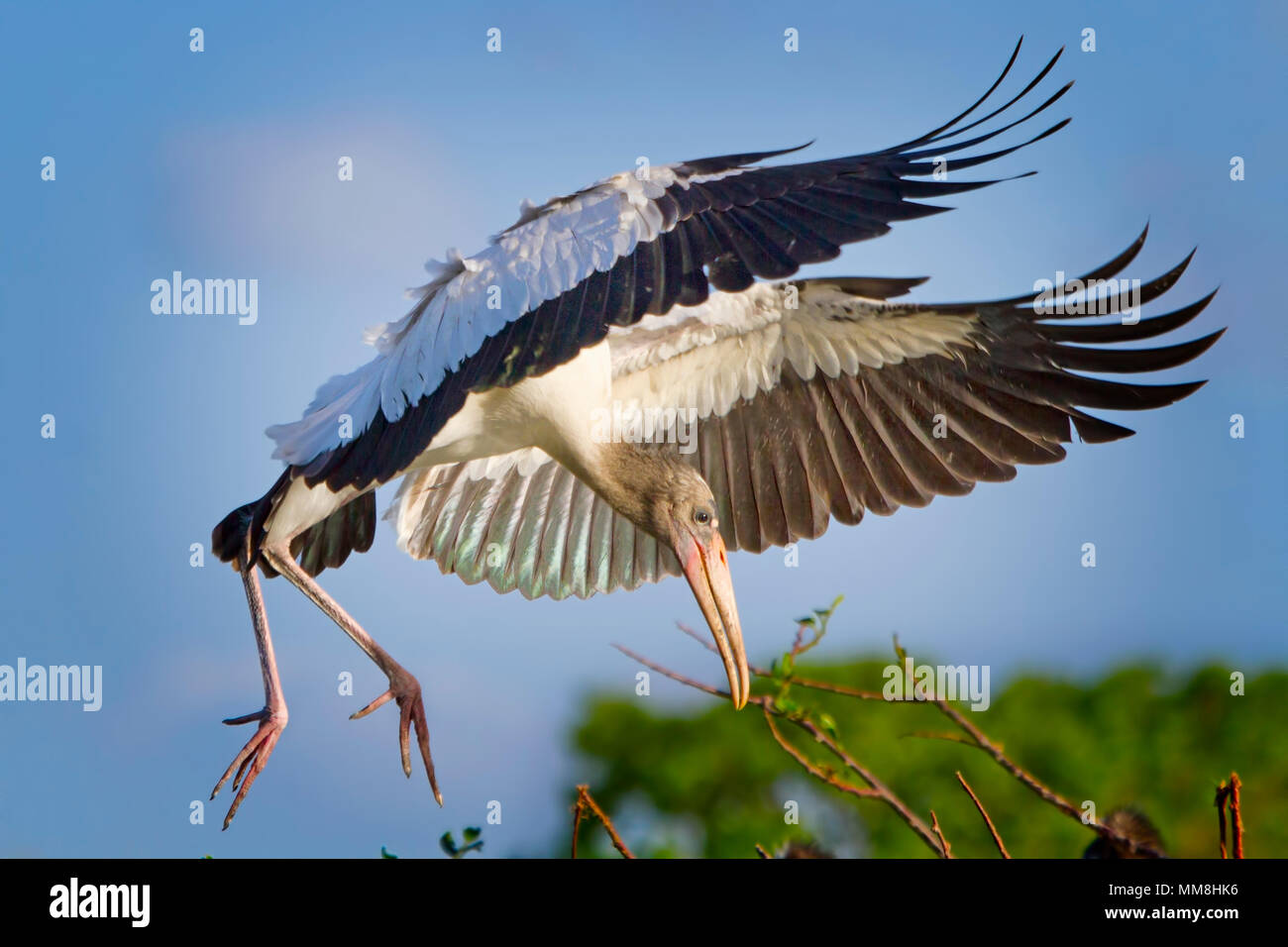 Une jeune Cigogne bois arrive pour un atterrissage parfait dans les Everglades de Floride. Banque D'Images Une jeune Cigogne bois arrive pour un atterrissage parfait dans les Everglades de Floride. Banque D'Images