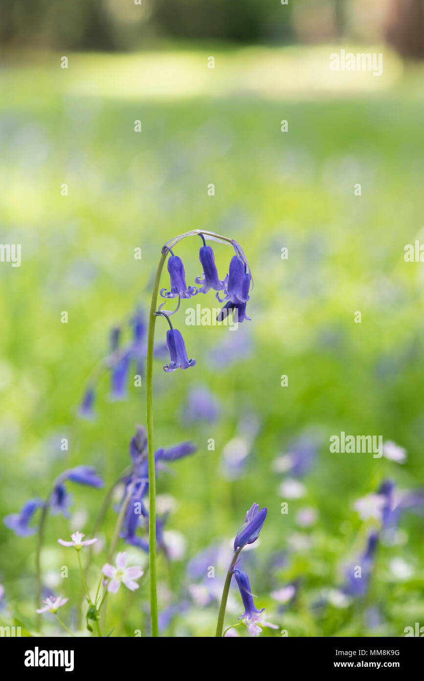 Hyacinthoides non scripta. Bluebell fleur sur le bord d'un bois. UK Banque D'Images
