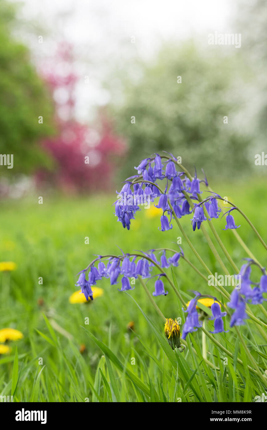Hyacinthoides non scripta. Bluebell fleur sur le bord d'un bois. UK Banque D'Images