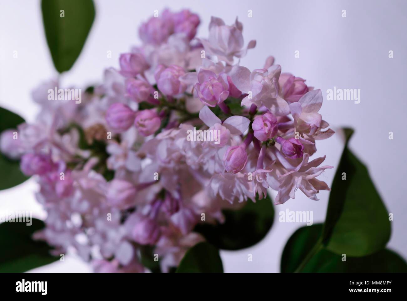 Floraison lilas Banque D'Images