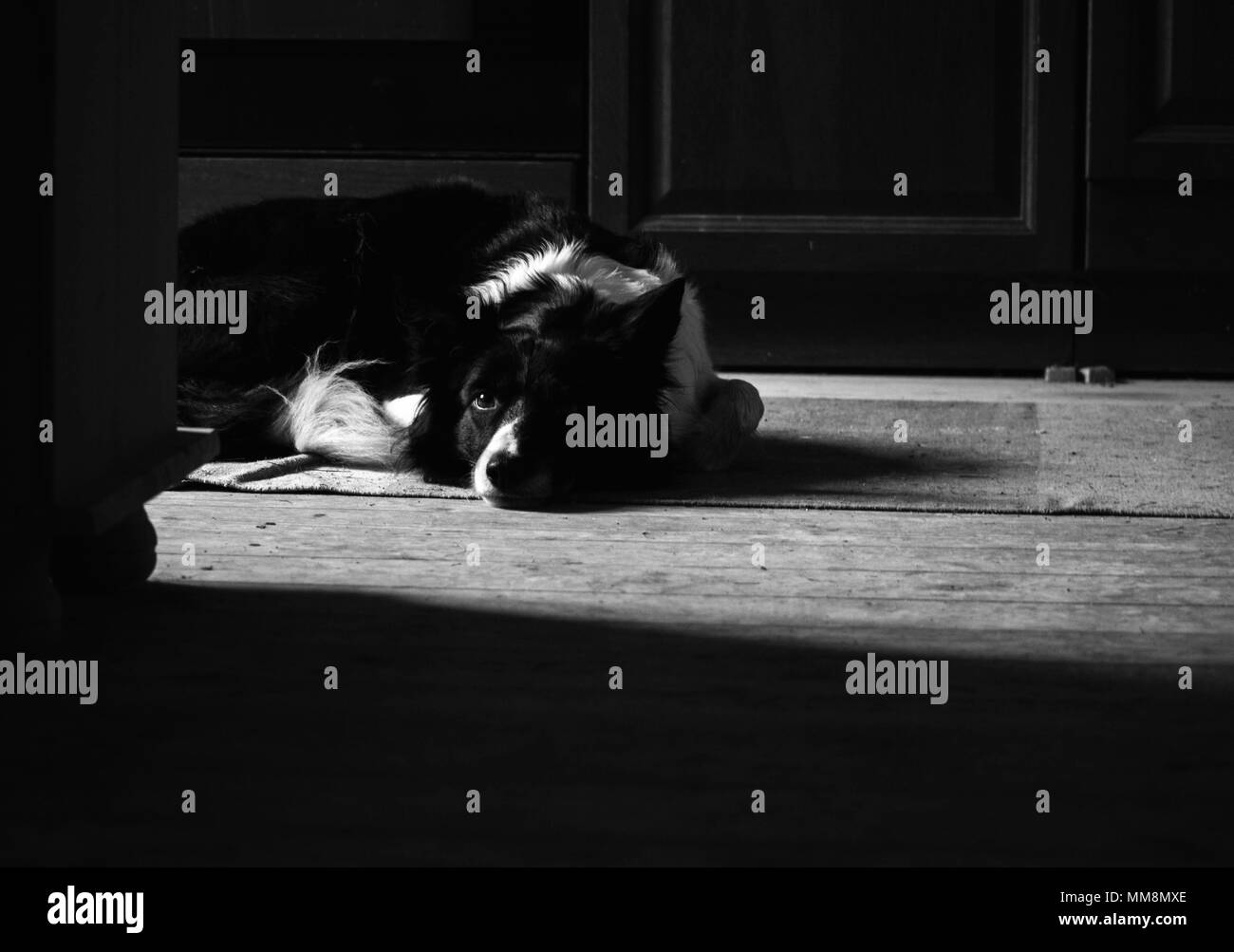 Chien couché sur le plancher en bois. Portrait de Border Collie. Les ombres profondes en noir et blanc. Banque D'Images