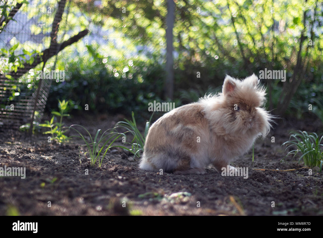 Lapin nain Banque D'Images