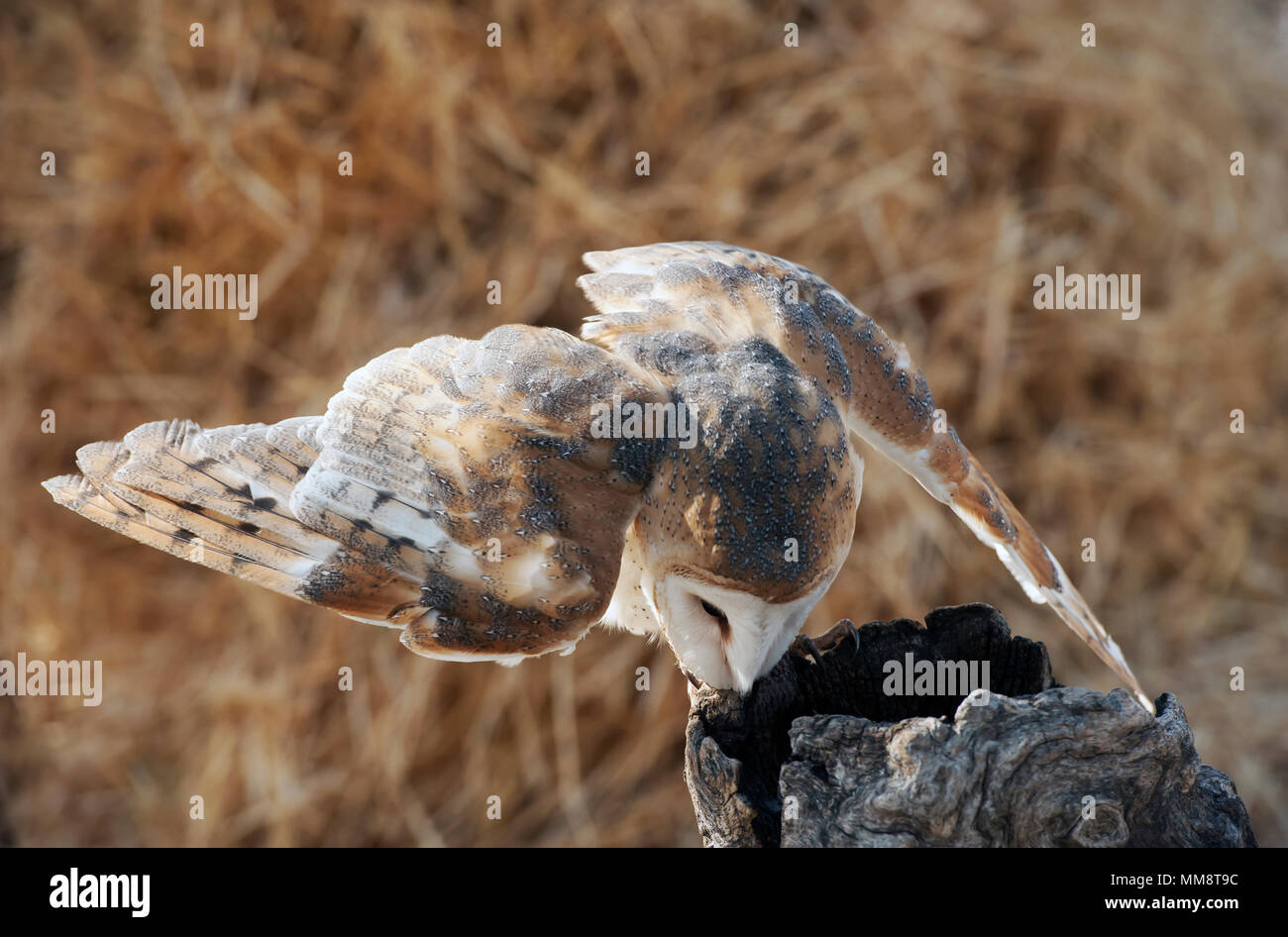 Barn Owl, Flathead Comté, Montana Banque D'Images