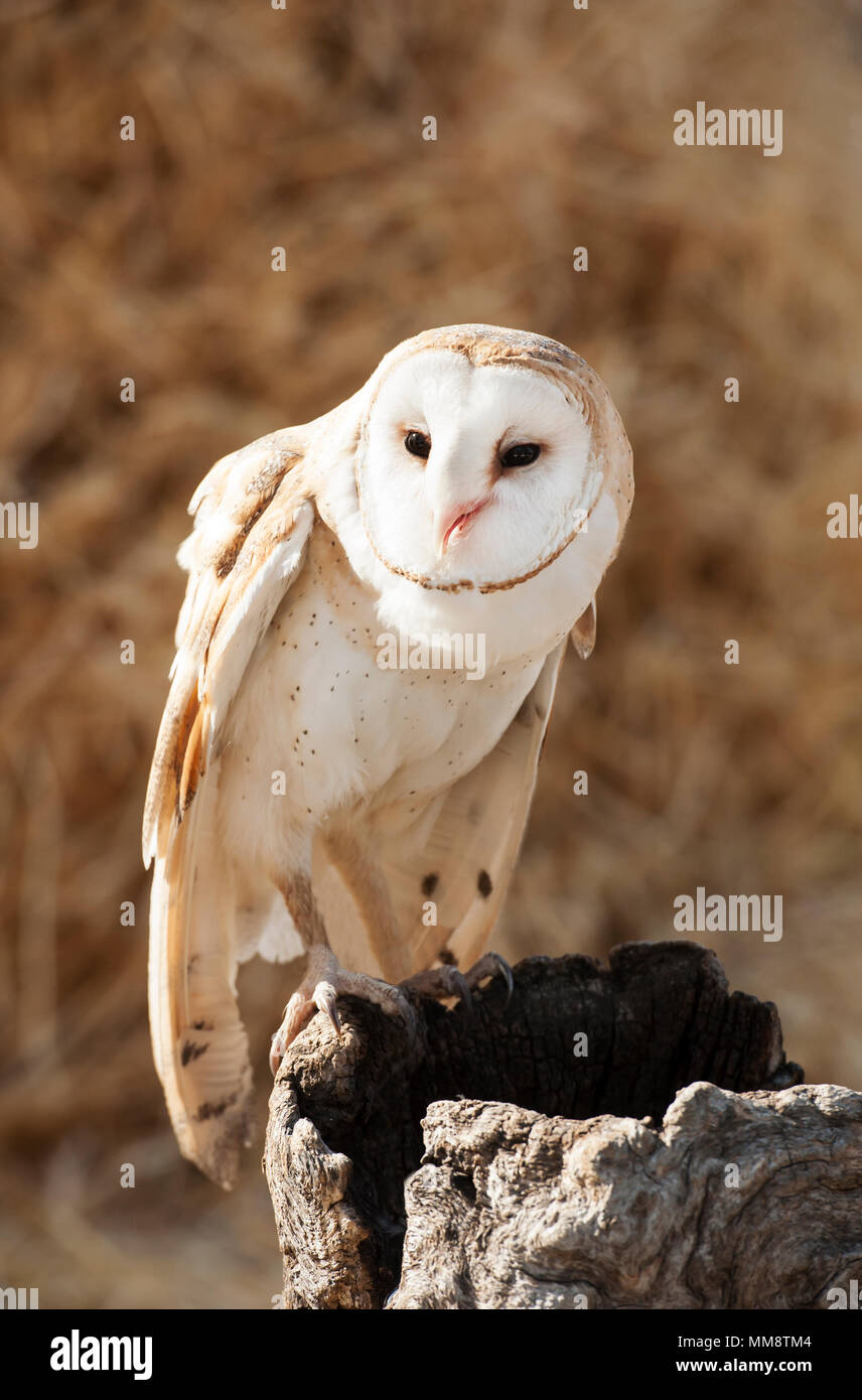 Barn Owl, Flathead Comté, Montana Banque D'Images