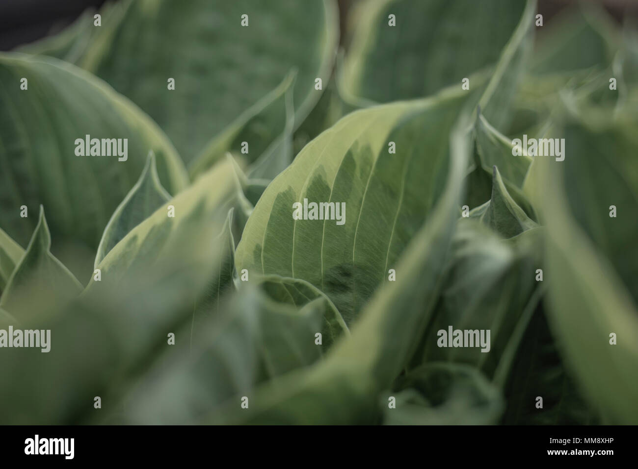 Résumé Vue d'un Hosta Fortunei 'Francee'() Plantain plant Phillip Roberts Banque D'Images