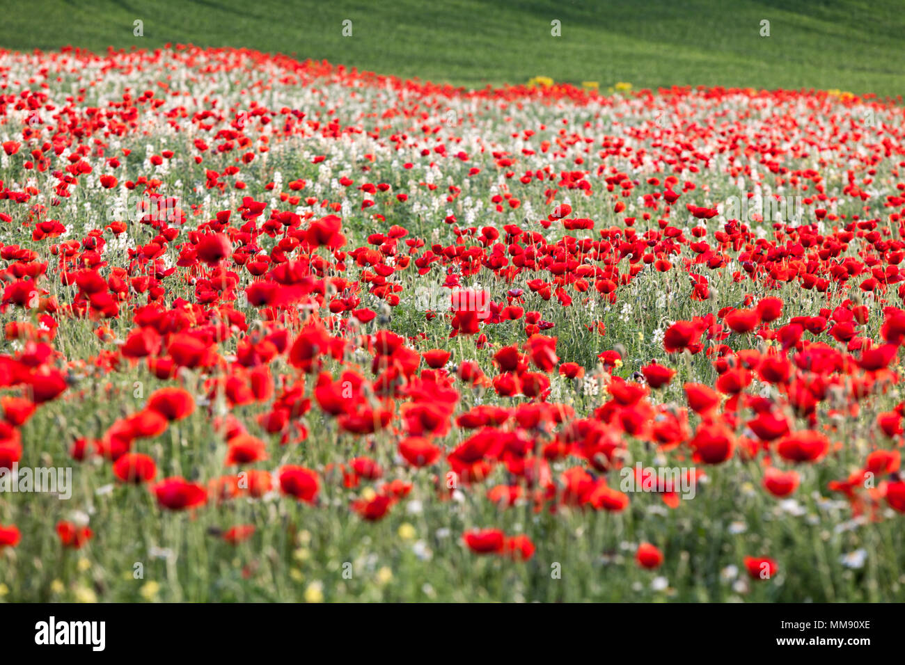 Coquelicots dans le champ,Grèce Banque D'Images