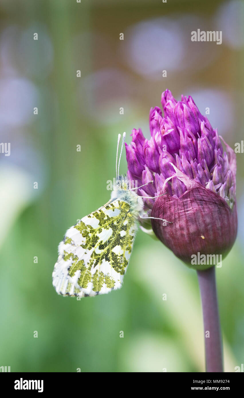 Anthocharis cardamines. Astuce Orange femelle papillon sur fleur d'Allium. Banque D'Images