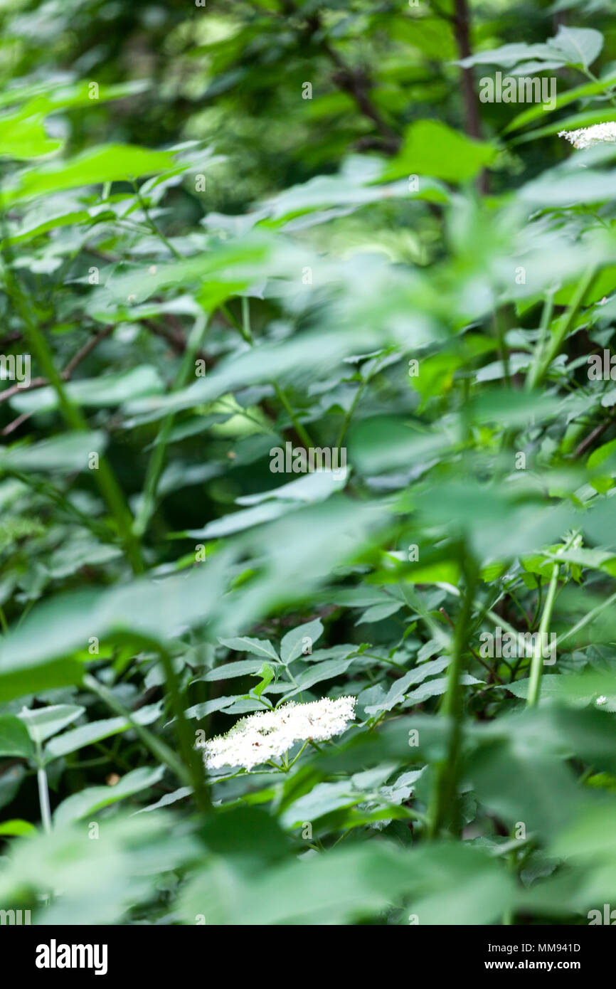 fleur en gros plan Banque D'Images