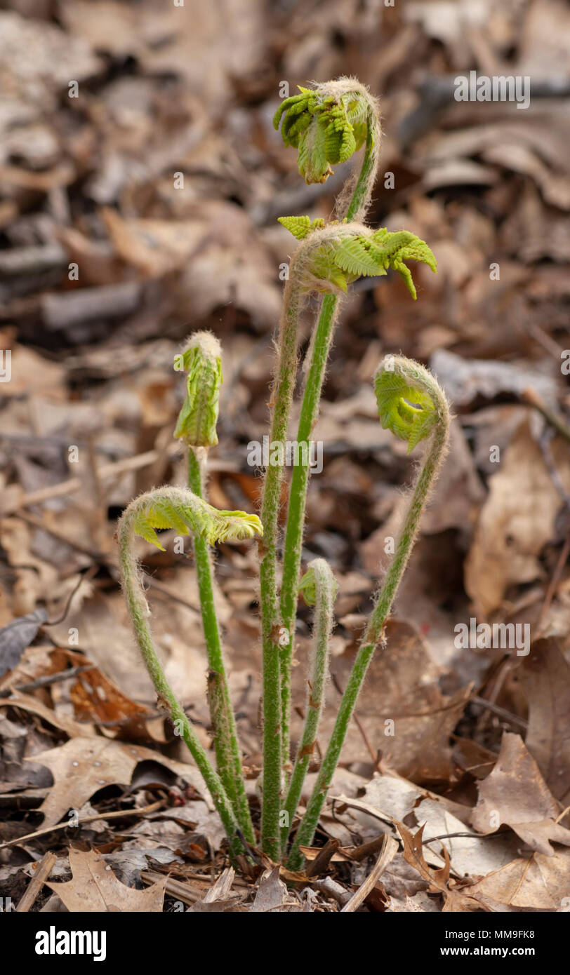 Une fronde de fougère déployant Banque D'Images