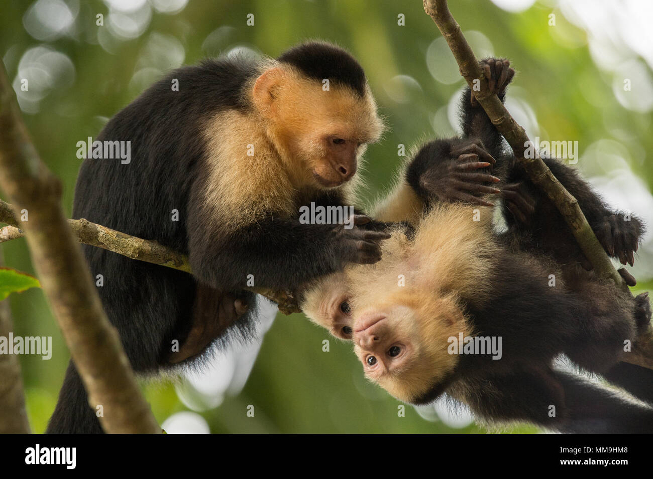 Dans le toilettage social White-Throated Cebus capucinus, singe Capucin, Cebidae, Parc National Manuel Antonio, Costa Rica, Amérique Centrale Banque D'Images