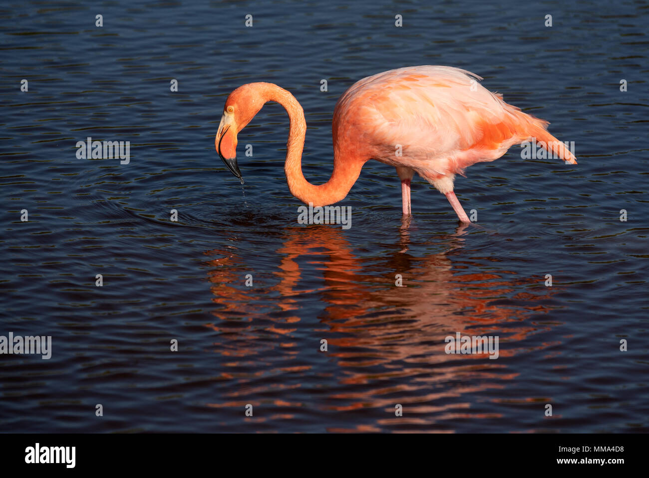Flamant rose (Phoenicopterus ruber) dans une lagune sur l'île Isabela ...
