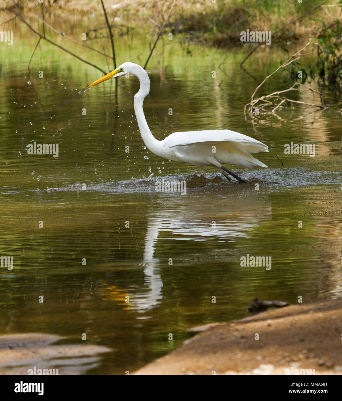 Aigrette intermédiaire australienne, Ardea intermedia, avec les ailes déployées, la pêche, la projection et se reflètent dans les eaux calmes de la rivière Isaac dans le Queensland Banque D'Images