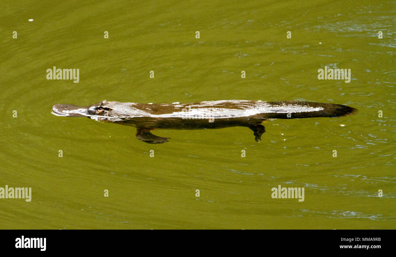 Ornithorynque, Ornithorhynchus anatinus, natation dans l'eau de rivière à Eungalla, Parc national du nord du Queensland, Australie. Banque D'Images