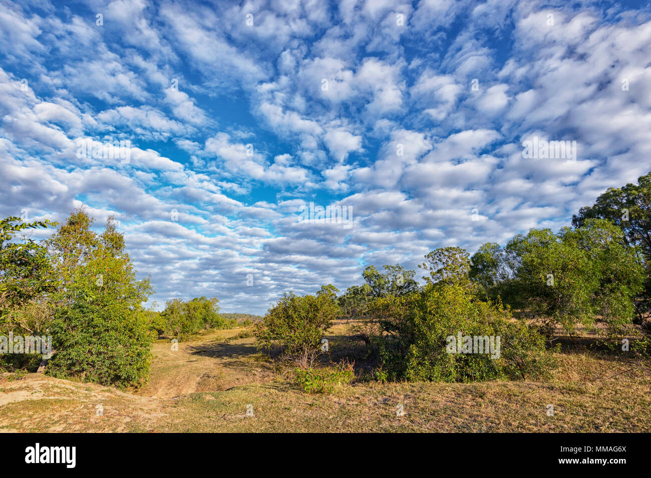 Le maquereau spectaculaire ciel au-dessus de la brousse, dans la région de Palmer River Goldfield, Far North Queensland, Queensland, Australie, FNQ Banque D'Images