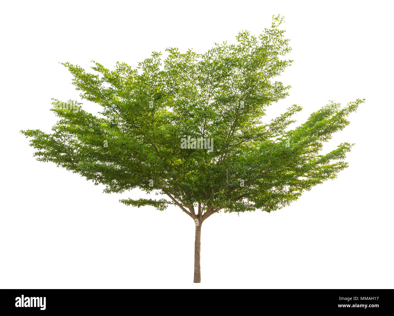 L'arbre vert isolé sur fond blanc, pur . Banque D'Images