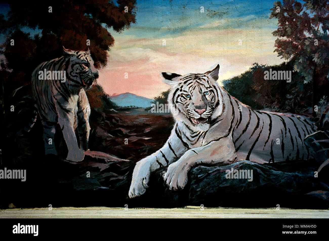 Tigre du Bengale à Bangkok en Thaïlande Banque D'Images