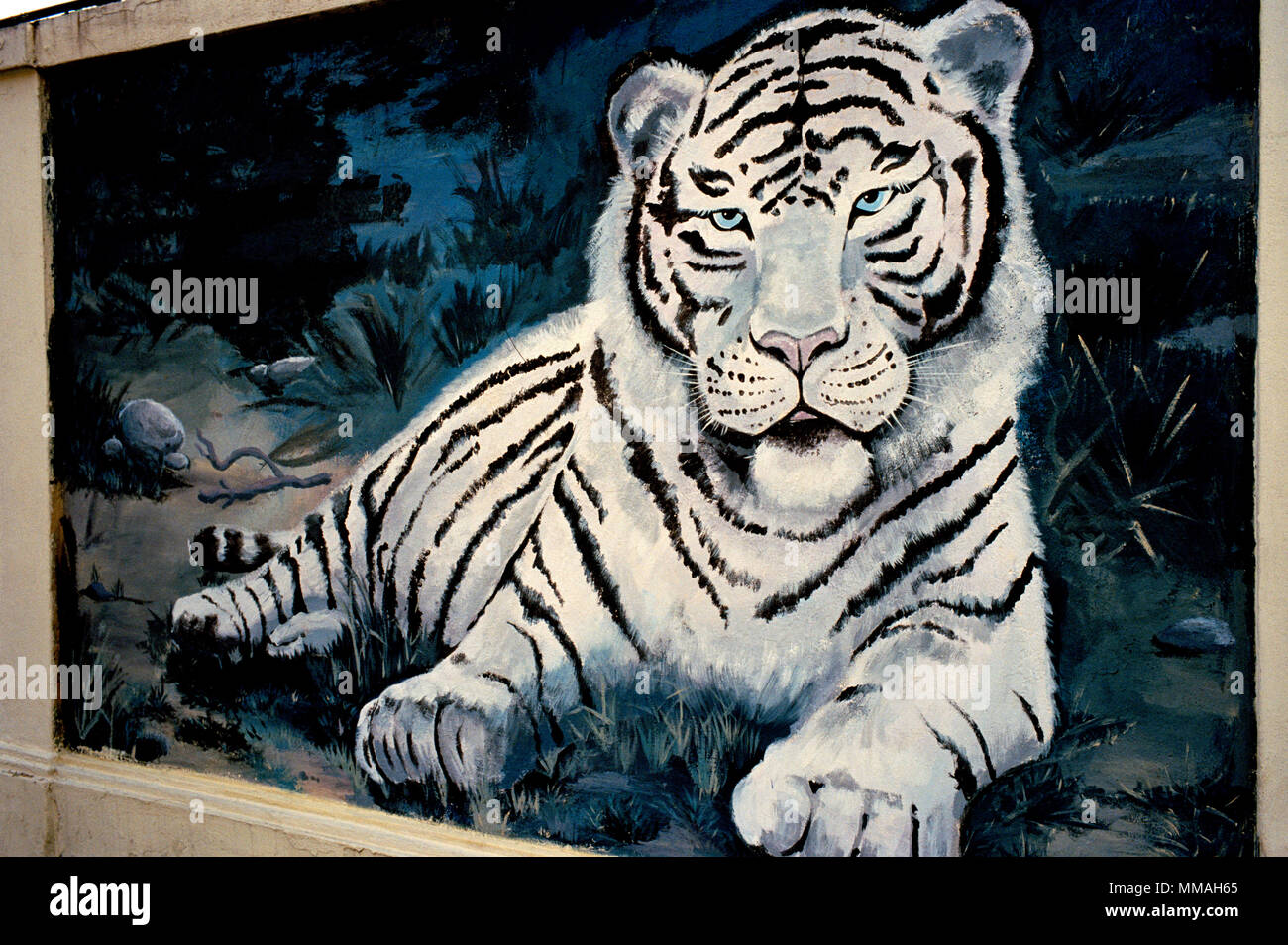 Tigre du Bengale à Bangkok en Thaïlande Banque D'Images