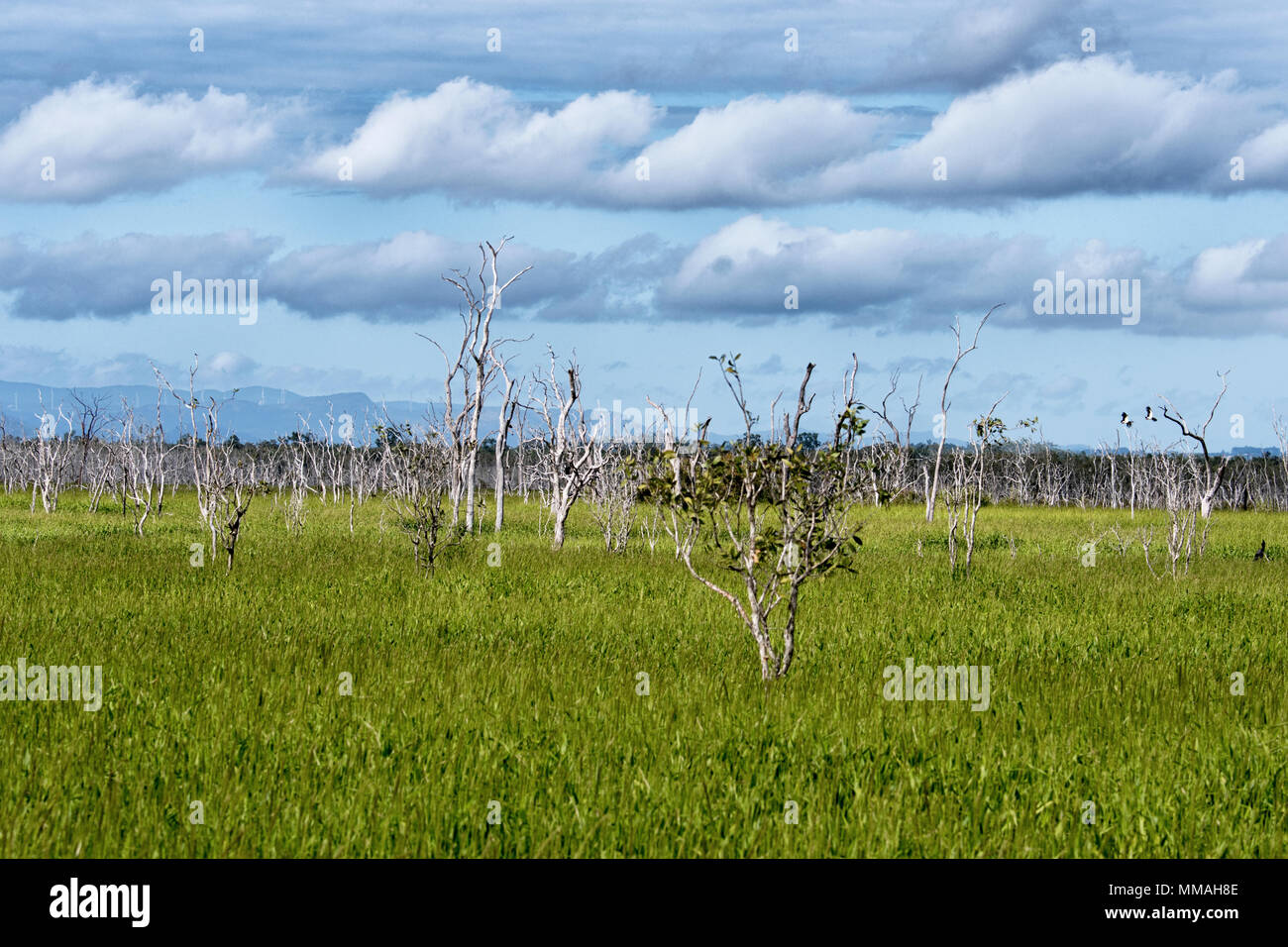 Arbres morts dans un champ le long de l'Autoroute, Mulligan Far North Queensland, Australie, Queensland, FNQ Banque D'Images