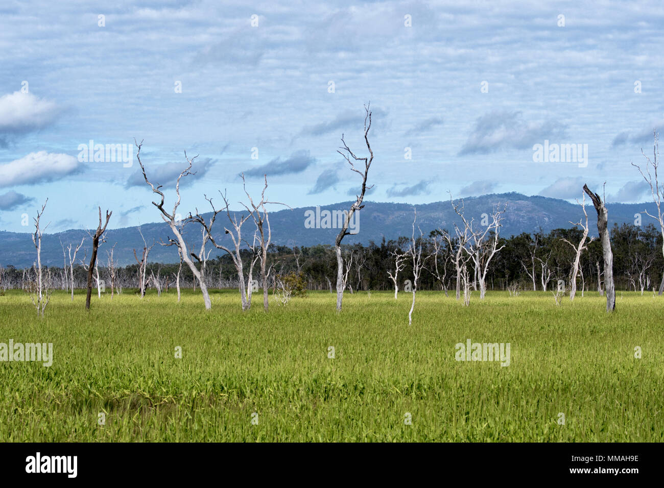 Arbres morts dans un champ le long de l'Autoroute, Mulligan Far North Queensland, Australie, Queensland, FNQ Banque D'Images