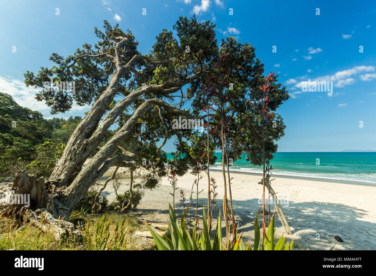 Pohutakawa arbres et buissons de lin dans une baie de sable dans le Coromandel, Nouvelle-Zélande. Banque D'Images