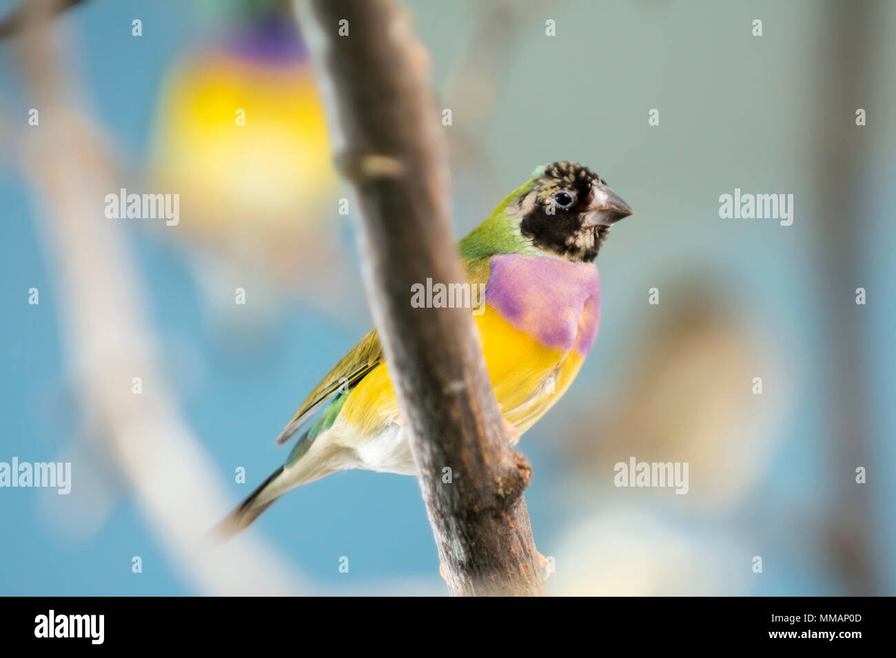 L'Gouldian finch est aussi connu en Amérique sous le nom de Rainbow, Finch Roselin de Gould, ou le Lady Gouldian Finch. Banque D'Images