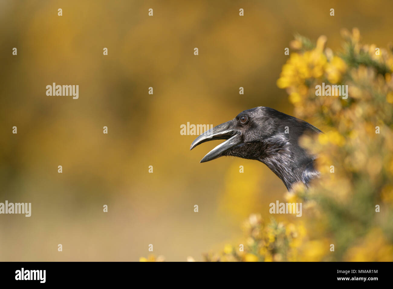 ; Raven Corvus corax,perché entre les buissons d'ajoncs en fleurs au printemps, Oxfordshire Banque D'Images