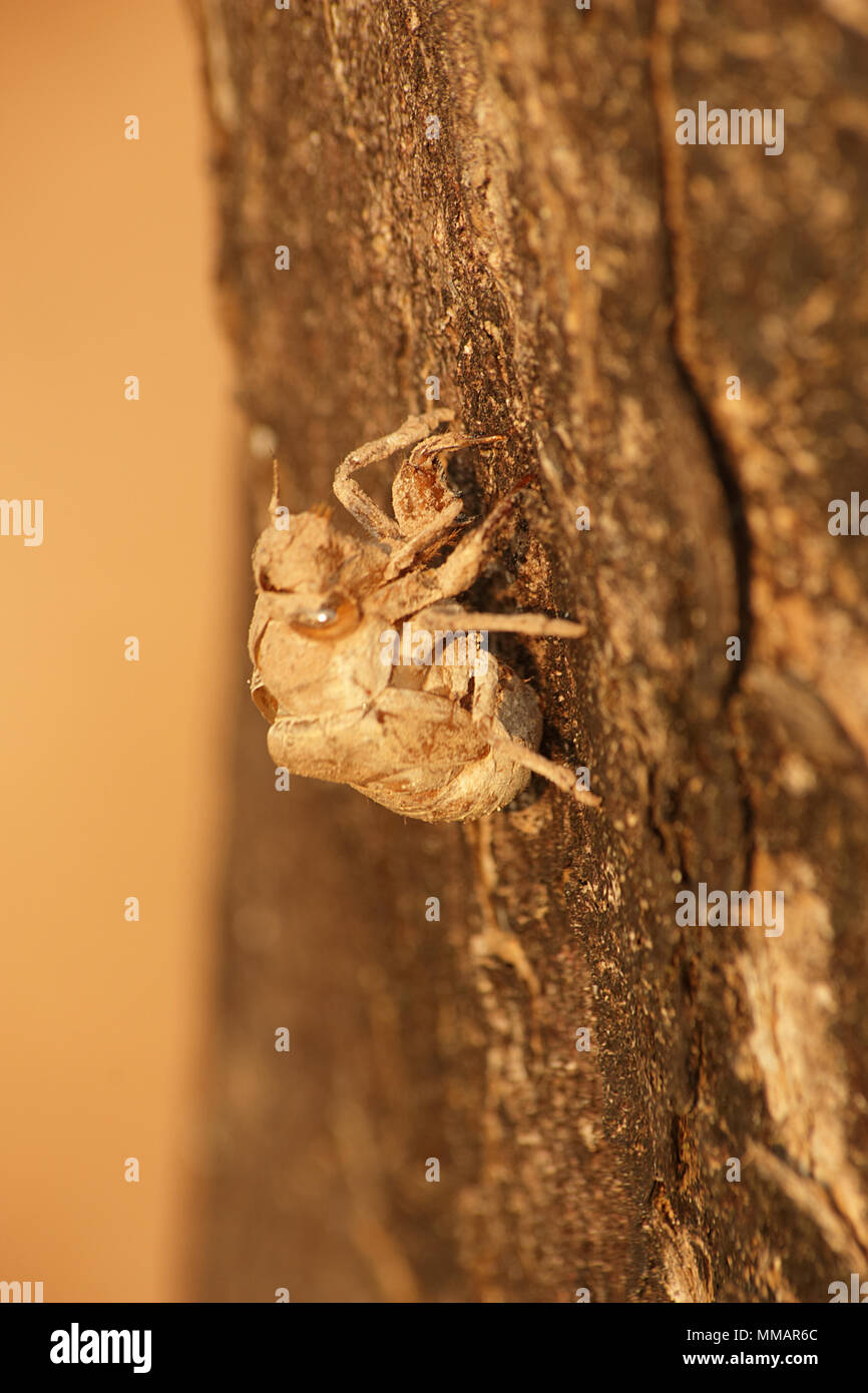 La carcasse de la mue cigale. Sur l'arbre. Banque D'Images