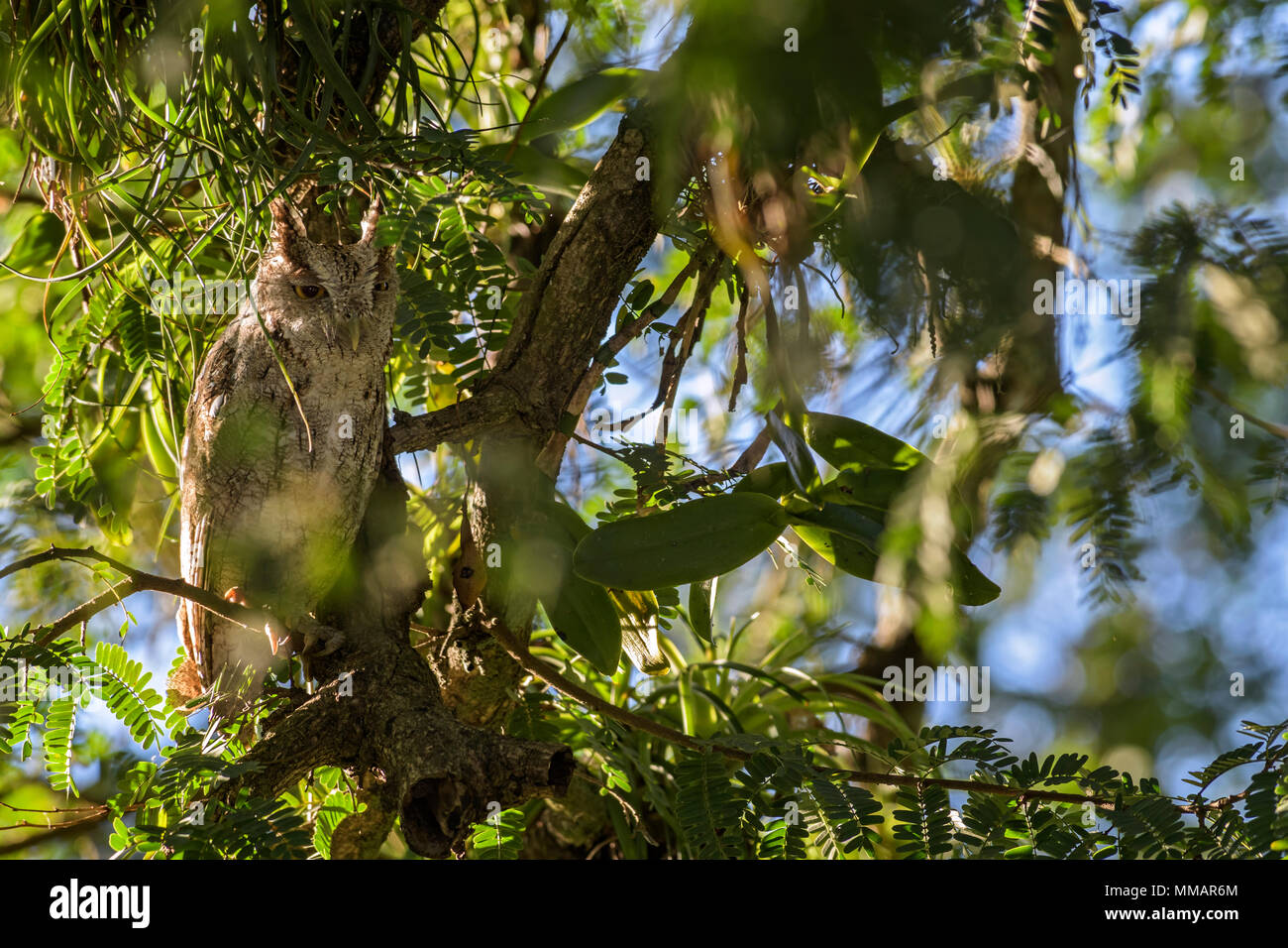 Le Petit-duc maculé Megascops cooperi du Pacifique -, belle owl à partir de l'Amérique centrale, les forêts du Costa Rica. Banque D'Images