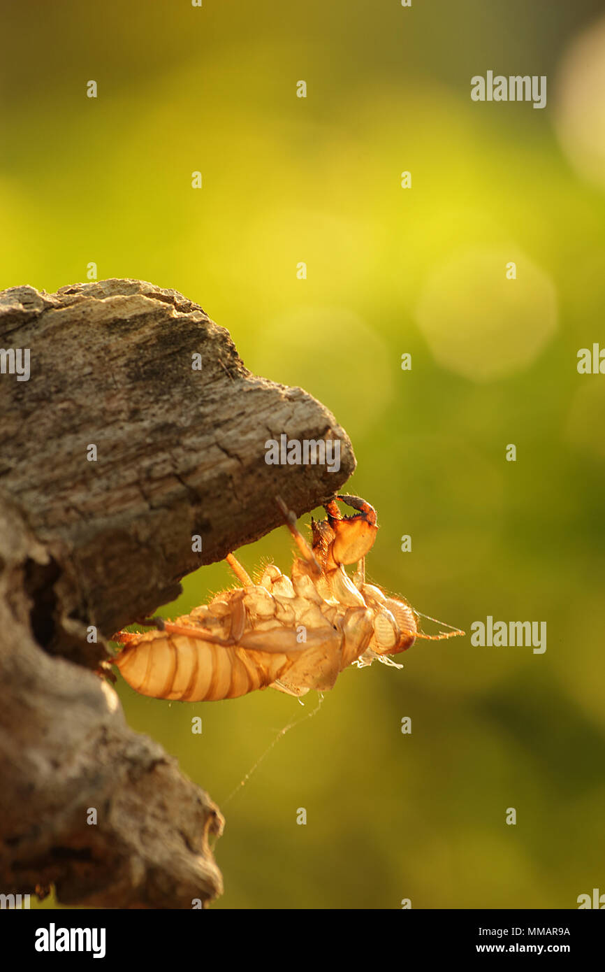 La carcasse de la mue cigale. Sur l'arbre. Banque D'Images