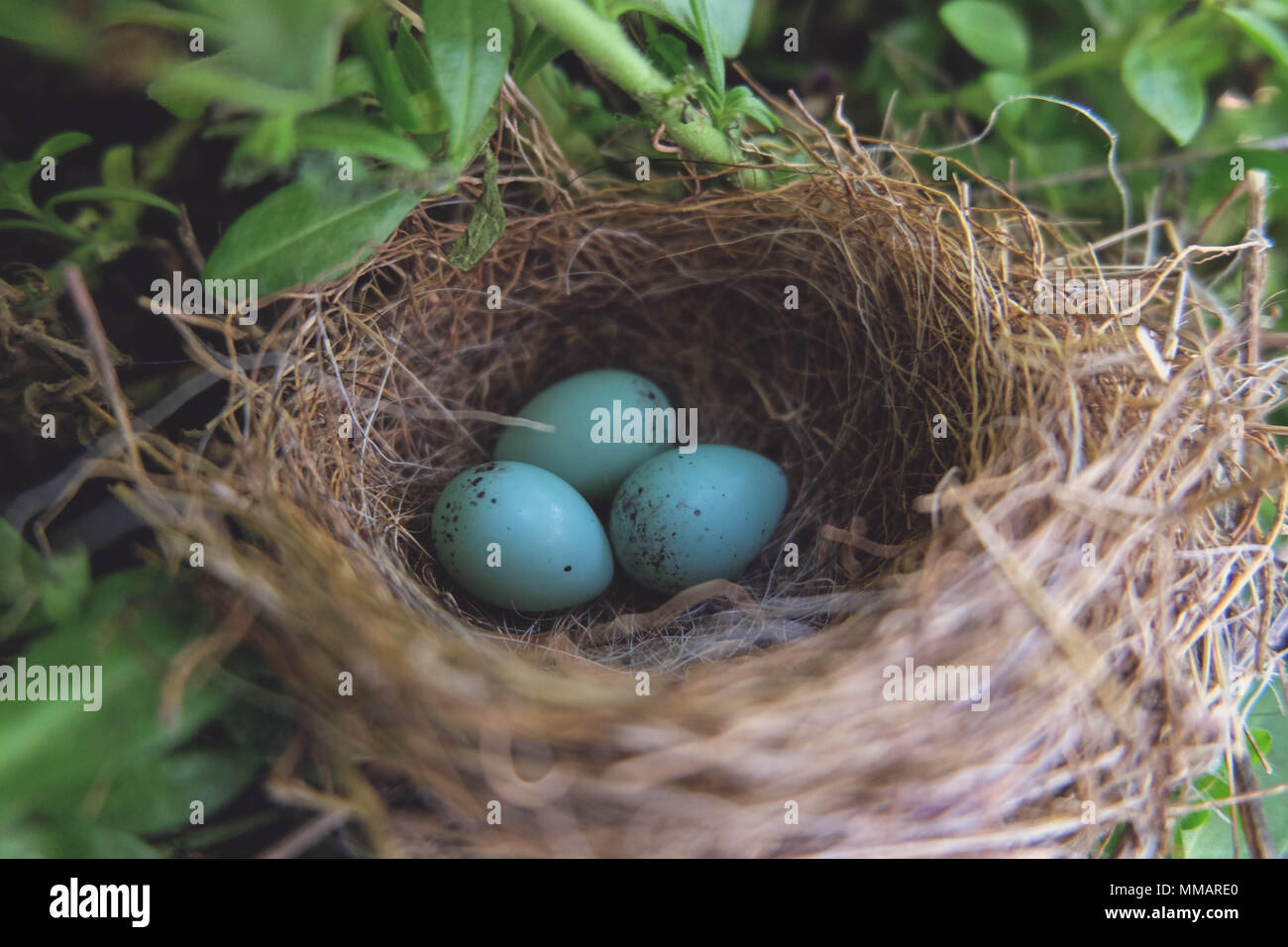 Les œufs pondus par bleu oiseau troglodyte Mama pacifique à l'intérieur d'un nid. Banque D'Images
