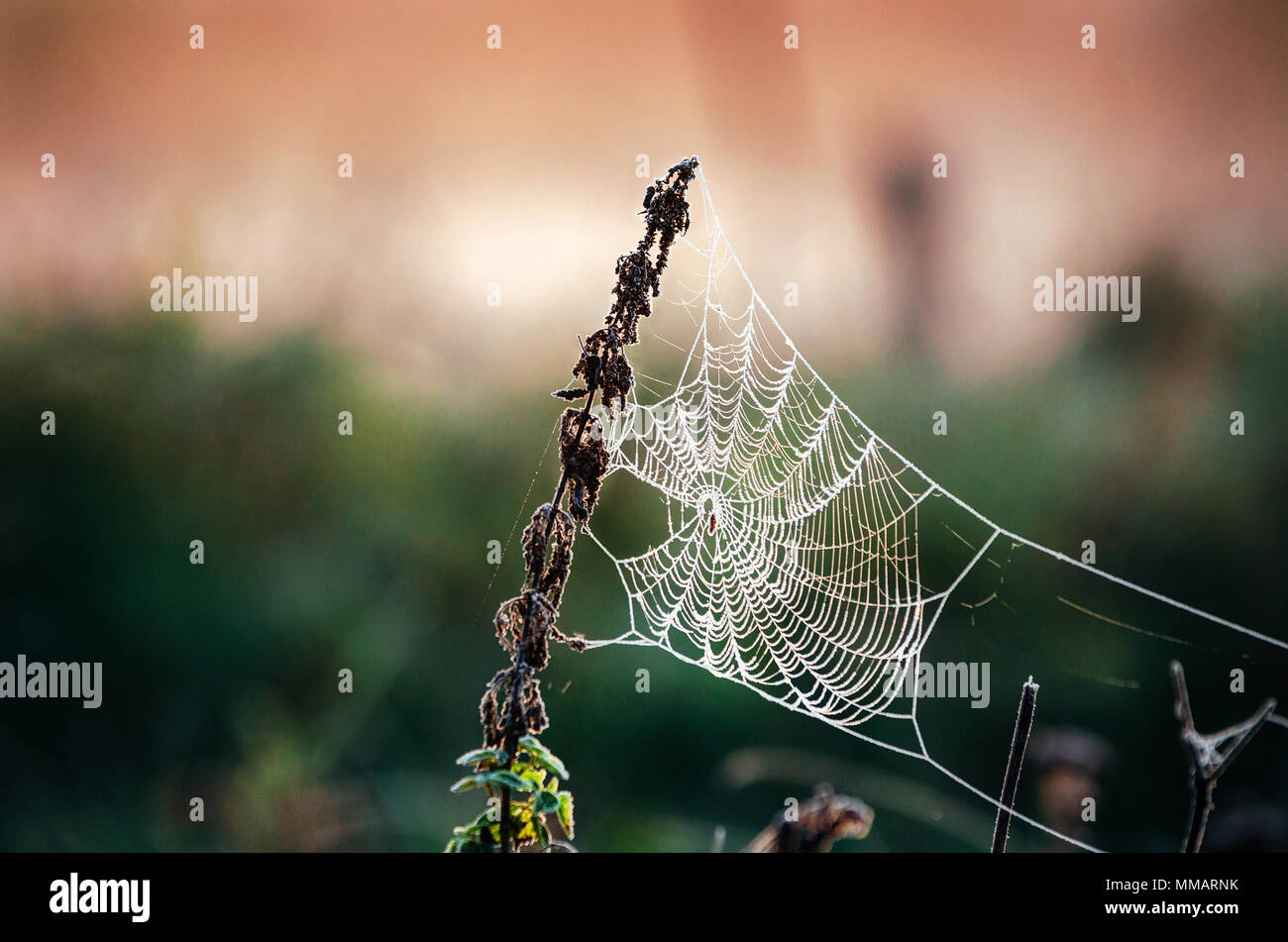 Cobweb Spider web dans le givre au matin. Araignée dans la forêt d'automne. De la glace sur la toile d'araignée. Banque D'Images