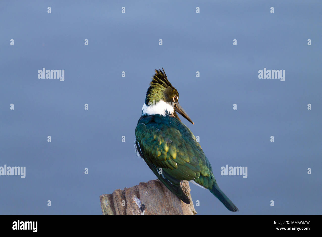 Amazon Kingfisher close up de Pantanal, Brésil. La faune du Brésil Banque D'Images