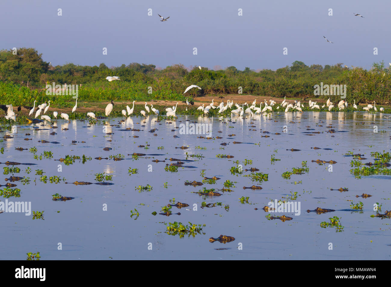 Beaux paysages du Pantanal, l'Amérique du Sud, Brésil. La nature et la faune le long de la route Transpantaneira célèbre. Banque D'Images
