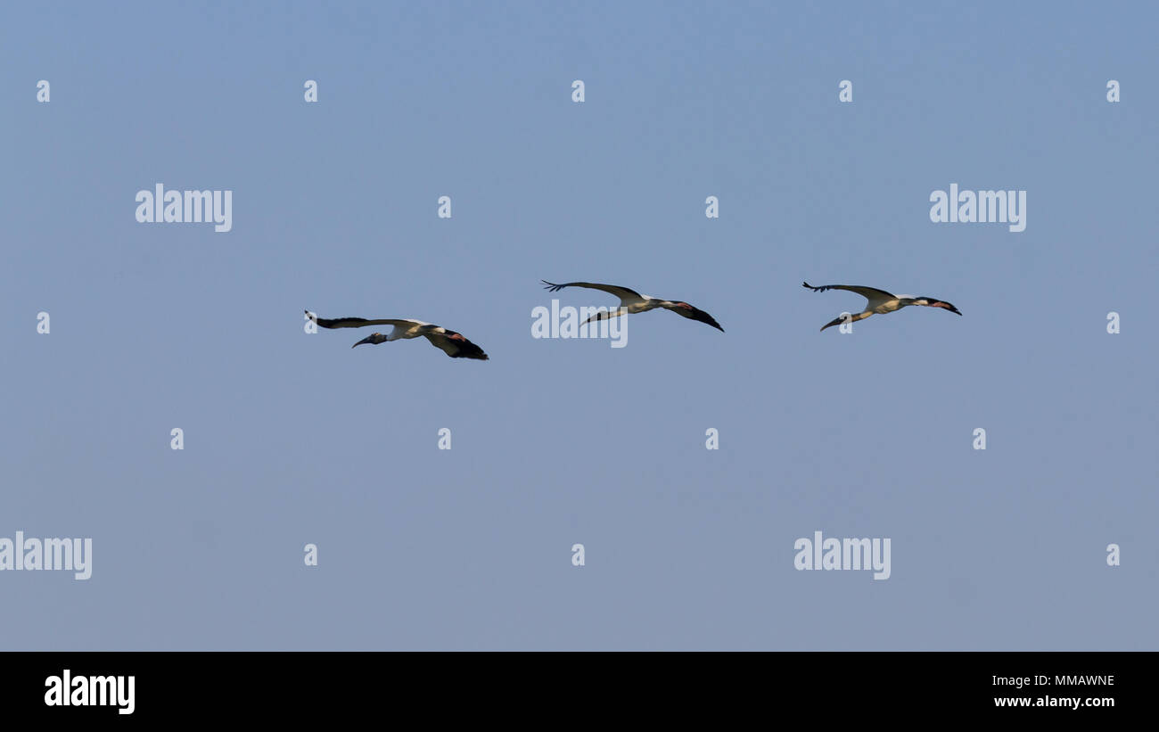 Oiseaux en vol de détails du Pantanal, Brésil. La faune du Brésil Banque D'Images