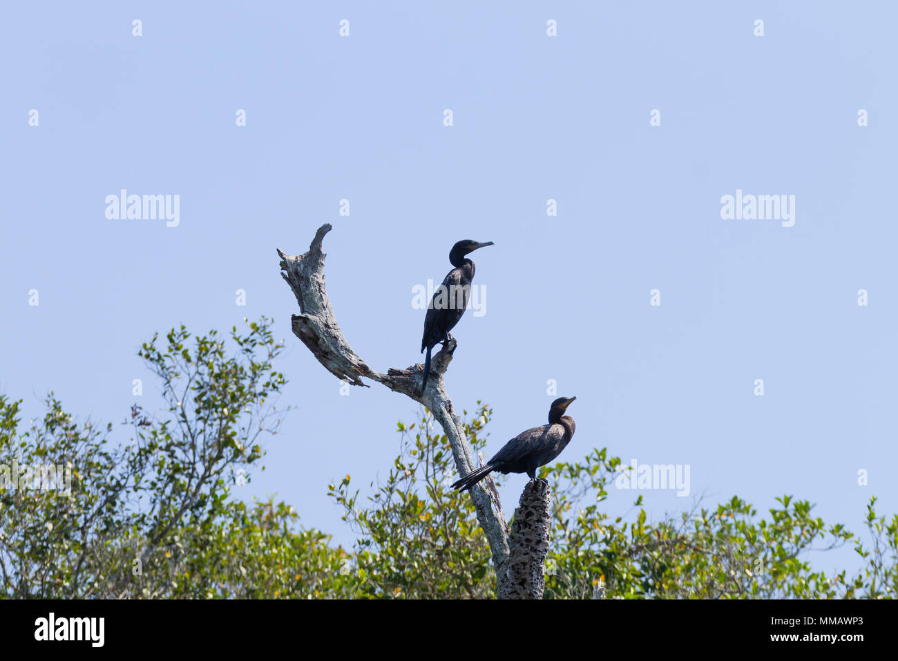 Cormoran sur la nature du Pantanal, Brésil. La faune du Brésil Banque D'Images